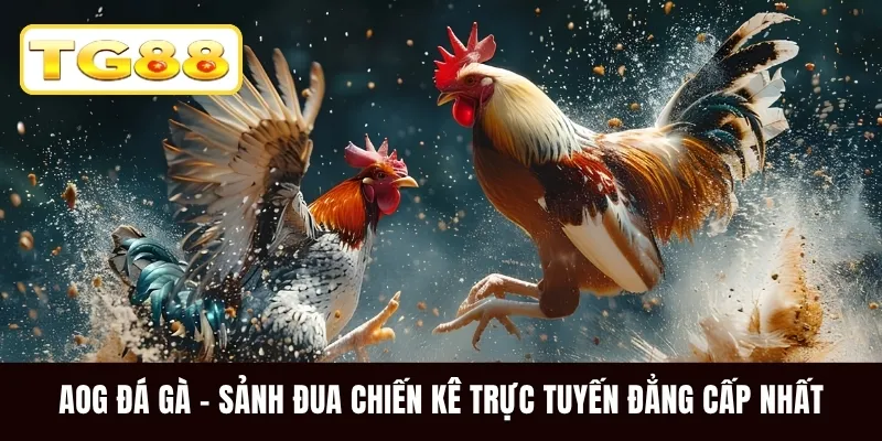 AOG Đá Gà - Sảnh Đua Chiến Kê Trực Tuyến Đẳng Cấp Nhất