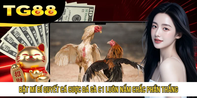 Bật mí bí quyết cá cược đá gà C1 luôn nắm chắc phần thắng