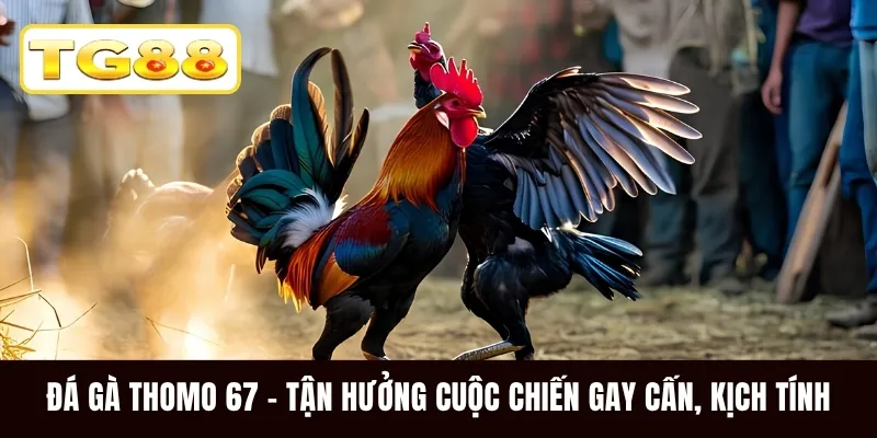 Đá Gà Thomo 67 - Tận Hưởng Cuộc Chiến Gay Cấn, Kịch Tính