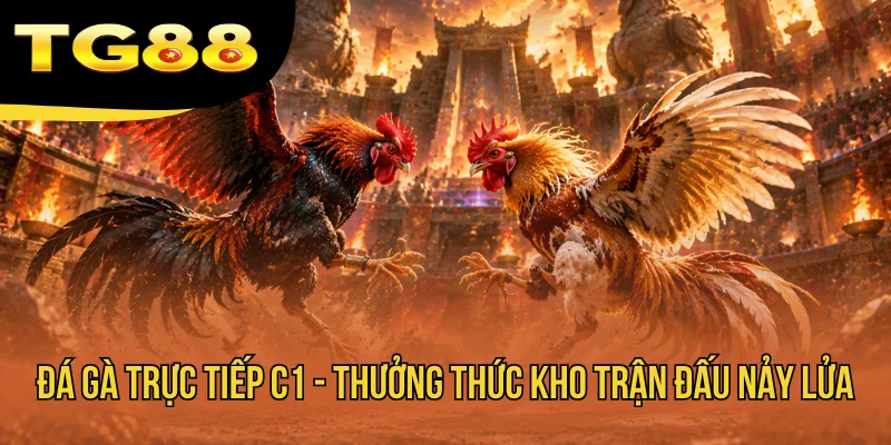 Đá Gà Trực Tiếp C1 - Thưởng Thức Kho Trận Đấu Nảy Lửa