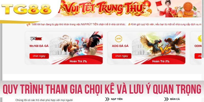 Quy trình tham gia chọi kê và lưu ý quan trọng