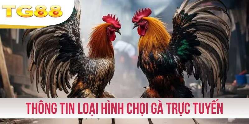 Thông tin tổng hợp loại hình chọi gà trực tuyến
