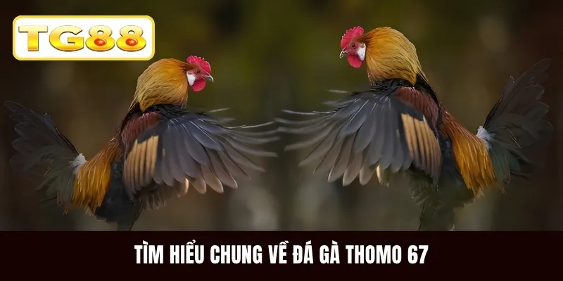 Tìm hiểu chung về đá gà Thomo 67