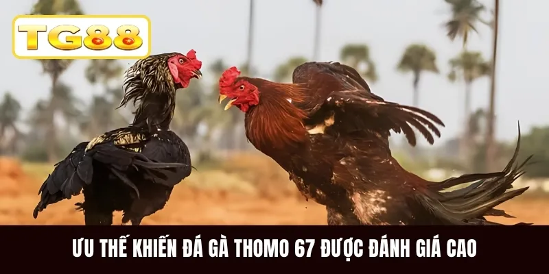 Ưu thế khiến đá gà Thomo 67 được đánh giá cao