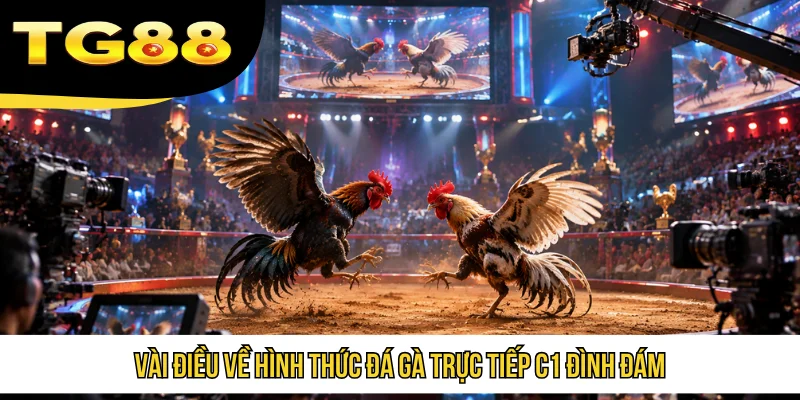 Vài điều về hình thức đá gà trực tiếp C1 đình đám