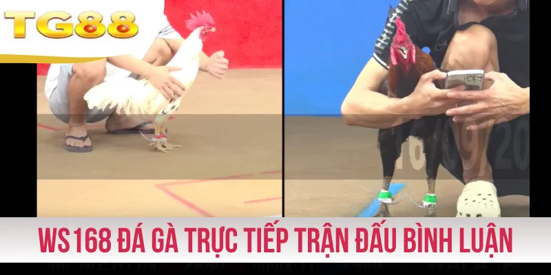 Ws168 đá gà trực tiếp trận đấu bình luận chuyên nghiệp
