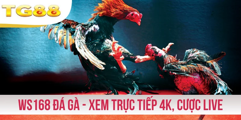 Ws168 Đá Gà - Xem Trực Tiếp 4K, Cược Live Thỏa Mãn Đam Mê